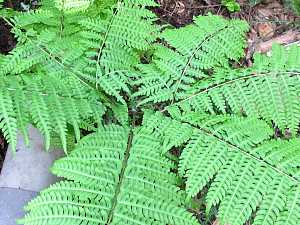 Pteris tripartita_7 Quincy Village.JPG